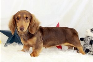 Olivia - Dachshund, Mini for sale