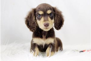 Lillyput - Dachshund, Mini for sale