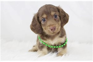 Latte - Mini Dachshund for sale