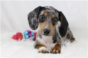 Lillian - Dachshund, Mini for sale