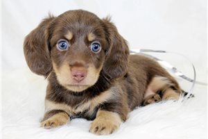 Mocha - puppy for sale
