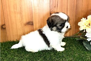 Banjo - Shih Tzu for sale