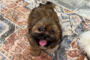 Bantam - Shih Tzu for sale