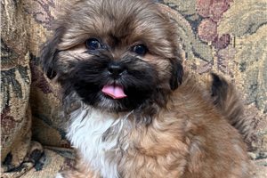 Bantam - Shih Tzu for sale