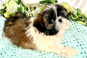 Judah - puppy for sale