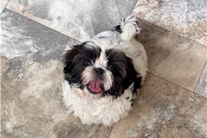 Mickey - puppy for sale