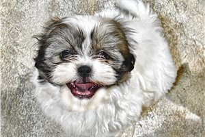 Banjo - Shih Tzu for sale