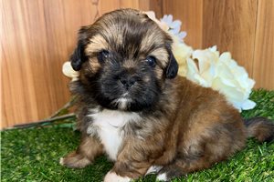 Bantam - puppy for sale