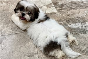 Banjo - Shih Tzu for sale