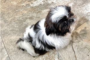 Miguel - Shih Tzu for sale