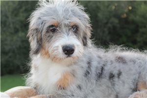 Amore - Bernedoodle, Mini for sale