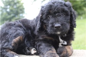 Andrew - Bernedoodle, Mini for sale