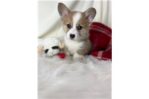 Ferdinand - puppy for sale