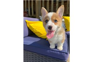 Franklin - puppy for sale