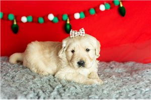 Tyra - Golden Retriever for sale