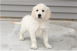 Herald - English Golden Retriever for sale