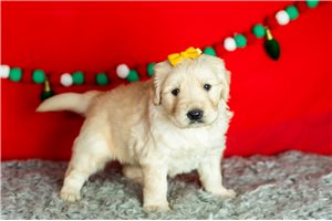 Tulip - Golden Retriever for sale
