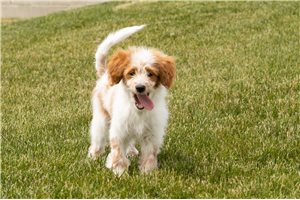 Wednesday - Goldendoodle, Mini for sale