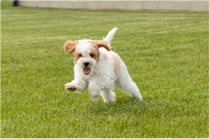 Winchester - Goldendoodle, Mini for sale