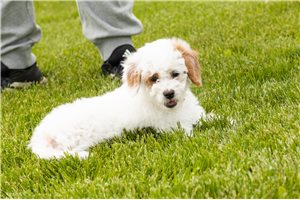 Willa - Goldendoodle, Mini for sale