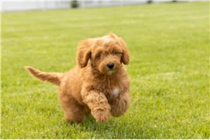 Wesley - puppy for sale