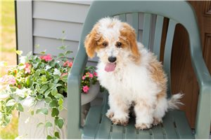 Winchester - puppy for sale