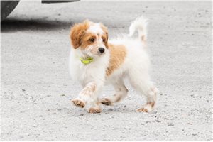 Wednesday - Goldendoodle, Mini for sale