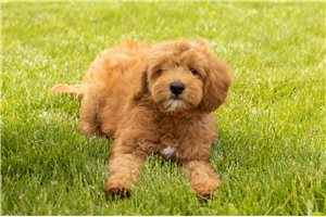 Wesley - Goldendoodle, Mini for sale