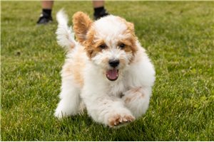 Winchester - Goldendoodle, Mini for sale