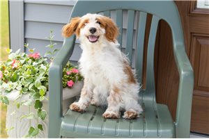 Wednesday - Goldendoodle, Mini for sale