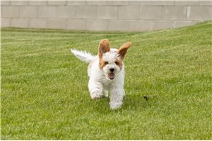 Winchester - Goldendoodle, Mini for sale