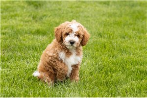 Warren - puppy for sale