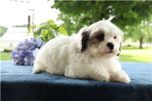 Eddie - puppy for sale