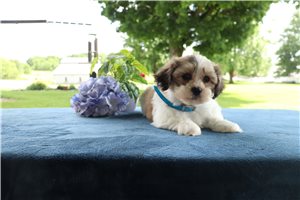 Ethan - puppy for sale
