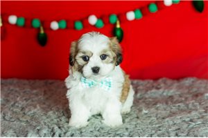 Valor - Shichon for sale