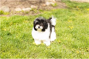 Indie - Shichon for sale