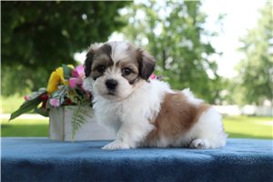 Ethan - Shichon for sale
