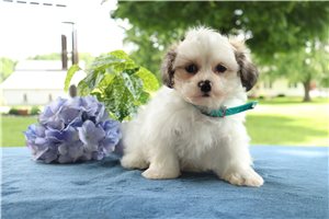 Ennis - puppy for sale
