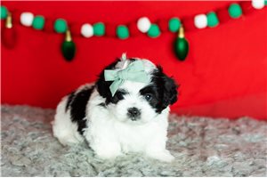 Vivienne - Shichon for sale
