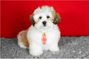 Vernon - Shichon for sale