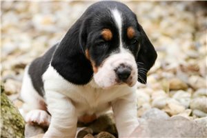 May - Basset Hound for sale