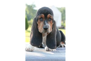 Scout - Basset Hound for sale