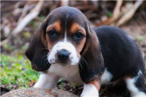 Skye - Basset Hound for sale