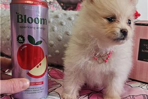 Amina - Pomeranian for sale