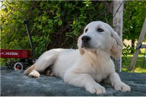 Luna - English Golden Retriever for sale