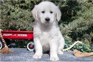 Lucy - English Golden Retriever for sale