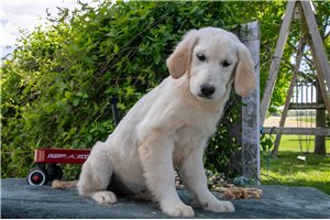 Lainey - English Golden Retriever for sale