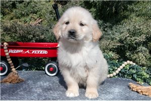 Lucas - puppy for sale