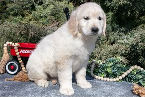 Layla - puppy for sale