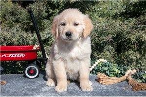 Lily - puppy for sale